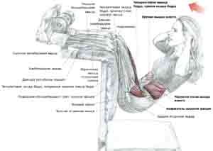 Упражнения Подъемы туловища