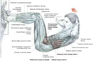 Упражнения Подъемы туловища