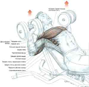 Упражнения Жим гантелей лежа на наклонной скамье