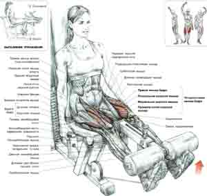 Упражнения Разгибание ног