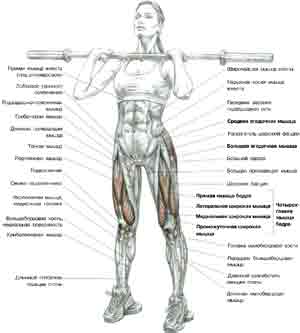 Упражнения Приседания со штангой на груди