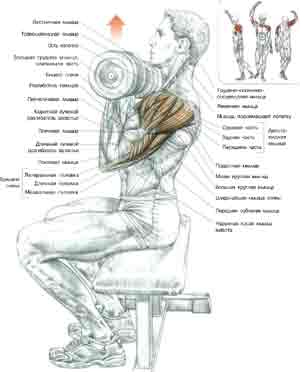 Упражнения Попеременный жим гантелей с поворотами запястий