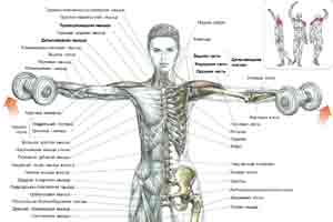 Упражнения Подъемы гантелей в стороны