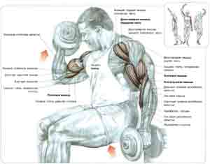 Упражнения Попеременные сгибания рук с гантелями