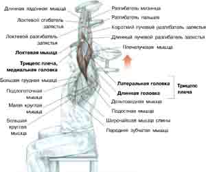 Упражнения Разгибание рук с одной гантелью из-за головы