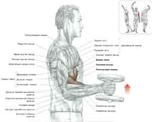 Упражнения Сгибание рук с гантелями хватом молоток