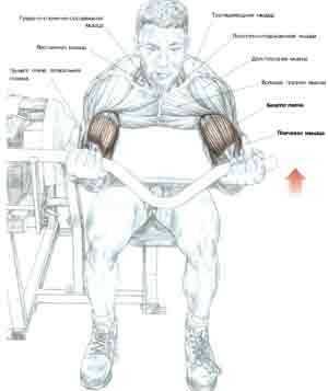 Упражнения Сгибание рук на тренажере