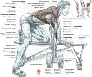 Упражнения Тяги гантели одной рукой