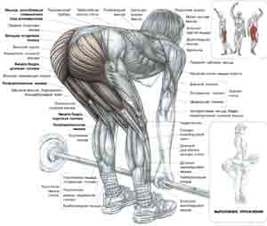 Упражнения Мертвые тяги со штангой ноги прямые