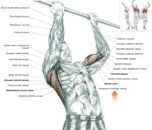 Упражнения Подтягивания на перекладине хватом снизу
