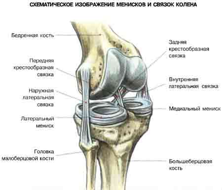 Упражнения Коленный сустав